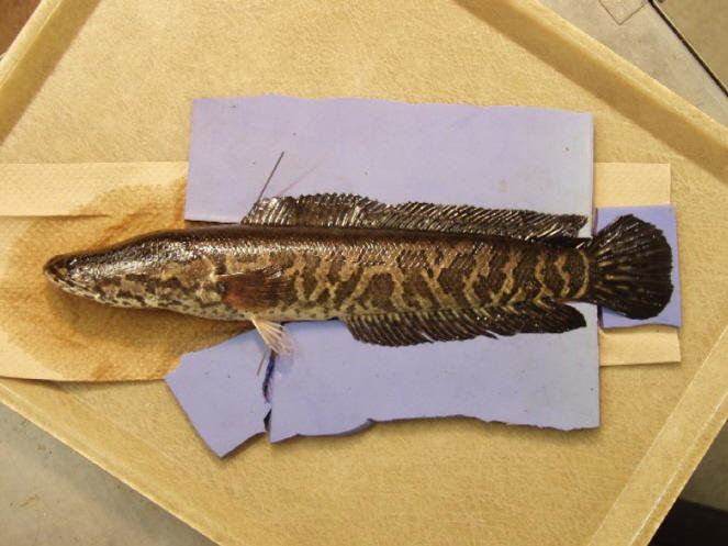 The snakehead fish